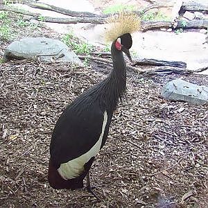 Henry Doorly Zoo West African Crowned Crane - YouTube