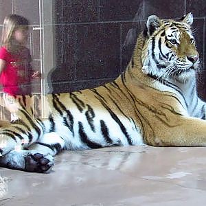 Henry Doorly Zoo Amur Tiger - YouTube