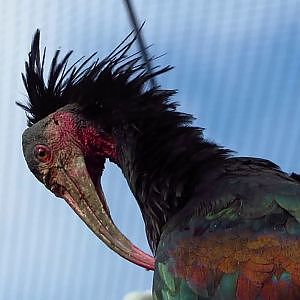 Henry Doorly Zoo Simmons Aviary - YouTube