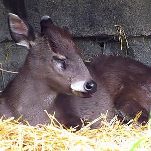 Henry Doorly Zoo Tufted Deer - YouTube