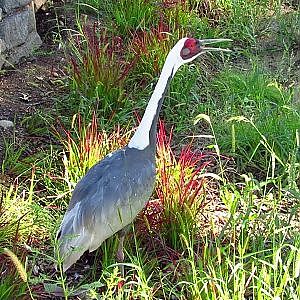 Henry Doorly Zoo White Naped Crane - YouTube