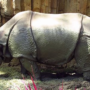 Henry Doorly Zoo Indian Rhinoceros - YouTube