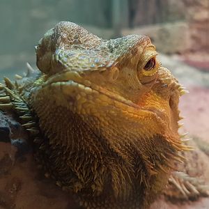 Bearded dragon