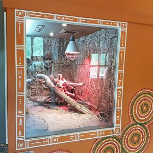 Enclosure Bearded dragon