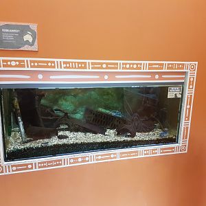 Aquarium Red-clawed crayfish