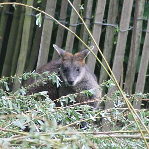Swamp wallaby