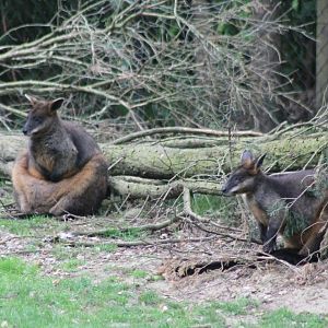 Swamp wallabies