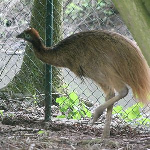 Young Double-wattled cassowary