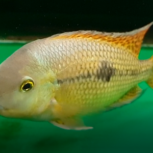 Cichlid ID