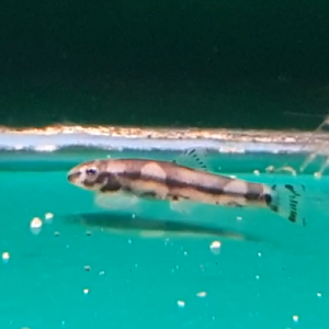 Panda loach - Protomyzon pachychilus