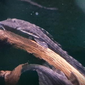 Hypostomus plecostomus