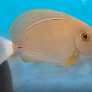 Dussumeri Tang (Acanthurus dussumeri)