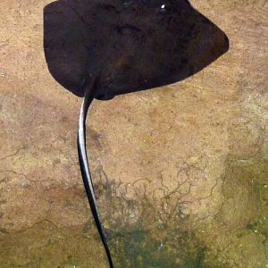 Dasyatid ray for ID at Pairi Daiza