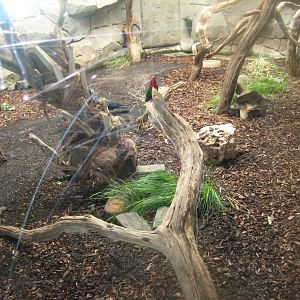 Cologne Zoo - Tropical house - Cockatoo/lorikeet exhibit