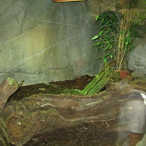 Cologne Zoo - Tropical house - Python exhibit