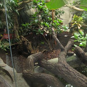 Cologne Zoo - Tropical house - Sailfin lizard exhibit