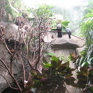 Cologne Zoo - Tropical house - Mixed bird exhibit
