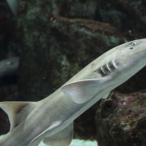 Brown-Banded Bamboo-Shark