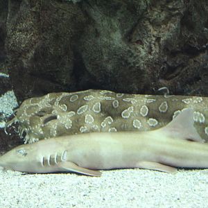 Spotted Wobbegong & Brown-Banded Bamboo-Shark