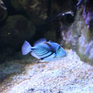 Lagoon Triggerfish