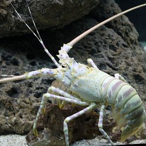 Caribbean Spiny Lobster