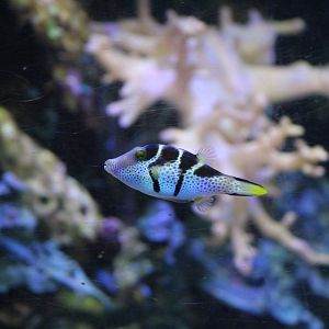 Valentin's Sharpnose Puffer