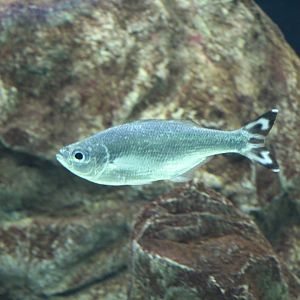 Flagtail Kuhlia mugil