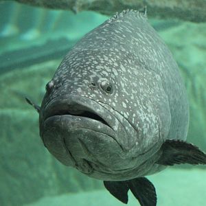 Giant Grouper