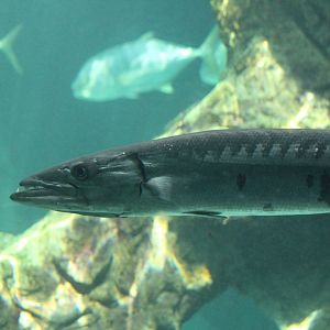 Great Barracuda