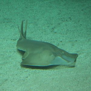 Giant Shovelnose Ray