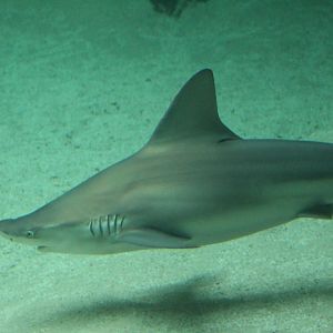 Sandbar Shark