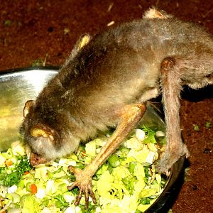 Northern dry zone slender loris; Antwerp; 8th September 2018
