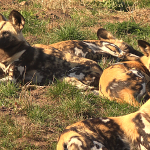 Wild Dogs