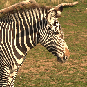 Grevy's Zebra