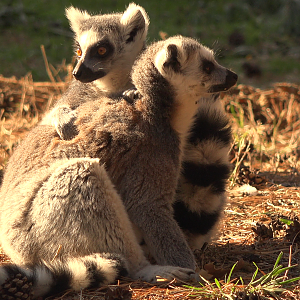 Ring tailed Lemurs
