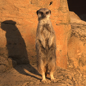 Meerkat