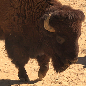 American Bison