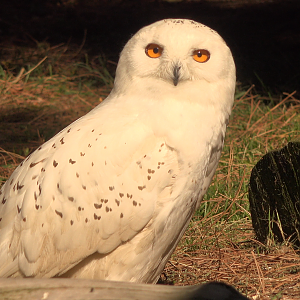 Snowy Owl