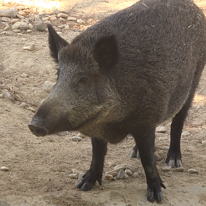 Wild boar