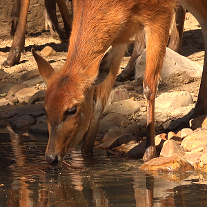 Sitatunga drinking