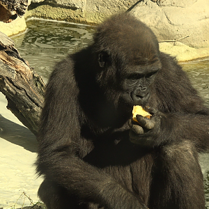 young western lowland Gorilla
