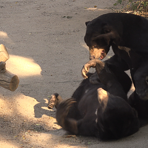 Sun bears playing