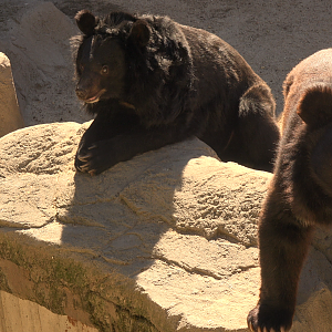 Asiatic black bear