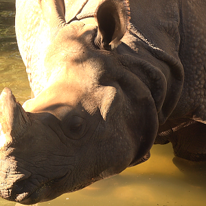 Indian Rhinoceros