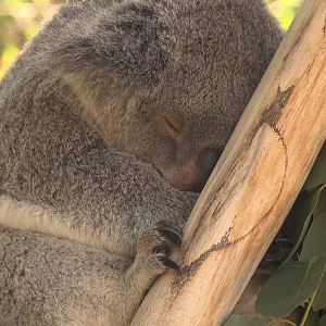 Sleepy Koala