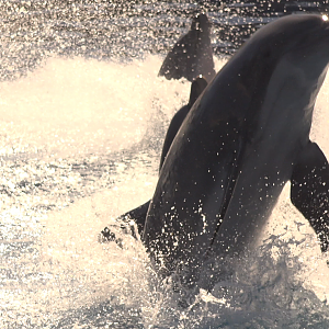 Bottle nosed Dolphin