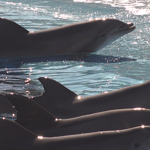 Bottle nosed Dolphin