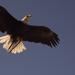 Bald Eagle flying