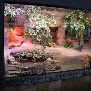 Enclosure Siamese crocodile