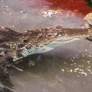 Siamese crocodile